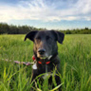 Meet your Posher, Benjamin